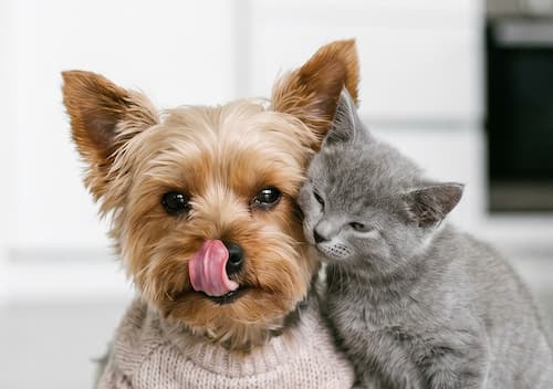 Blessing of the Animals on the Feast of St. Francis of Assisi